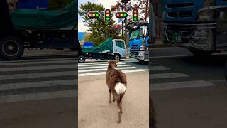 信号機を使う奈良の鹿 🚦🚥 Nara Deer using Traffic Lights 🚥 Nara park #narap