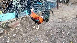 Gallo limpio sweater 5000. Se gano sus gallinas ..