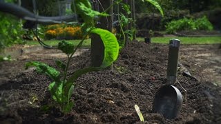 How To Plant Passionfruit And Tamarillos