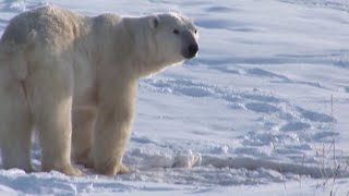 Friday marks National Endangered Species Day