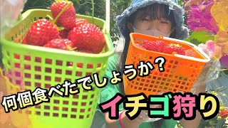 念願のイチゴ狩り❤️大食い復活？？何個食べたでしょうか？？