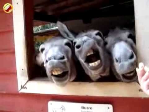 Funny Donkeys - YouTube