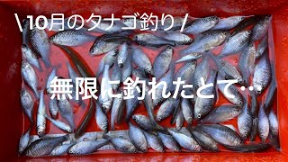 10月のタナゴ釣り　無限に釣れたとて… 【tanago micro fishing】@sawayakastyle