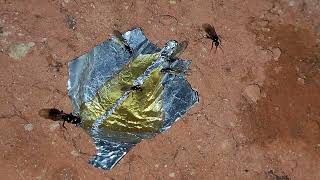 Camponotus fallax alates feeding directly from a tray of honey in the outworld