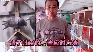 鸽子发生吐食怎么处理？养鸽三十年的农村大叔教你几个应对方法