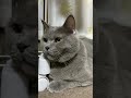 ねむねむ猫さん 猫 保護猫