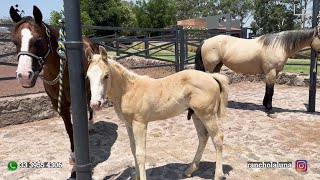 Visita a Rancho La Luna en Zapopan, Jalisco - Parte 1 de 2 - Yeguas de Cría y potrillada 2024