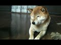 囲炉裏と柴犬ジロー 2　shiba inu