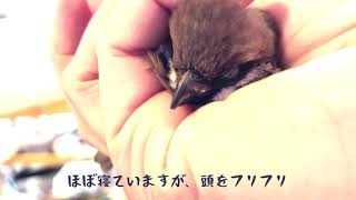 スズメのキリちゃん、寝ぼけながら頭をフリフリ