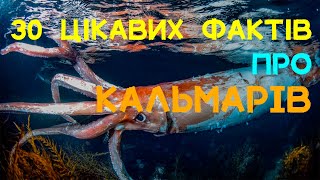 30 цікавих фактів про кальмарів. Кальмари – близькі родичі каракатиць і восьминогів. #кальмар