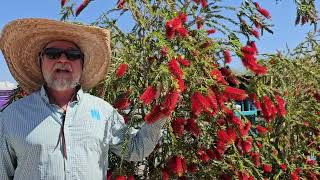 Civano Nursery - Slim Bottle Brush Tree