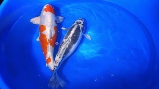 Koi Collecting in Japan - 1 of 7