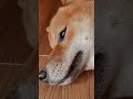 【柴犬】おねむ😴