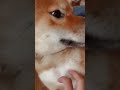 【柴犬】おねむ😴