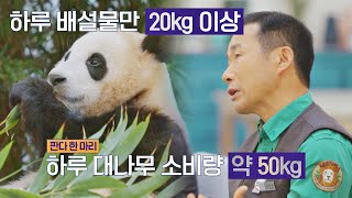 귀여운 판다(=대나무를 먹는 자)의 놀라운 하루 식사량과 배설물🐼 다수의 수다(dasuda) 10회 | JTBC 220121 방송