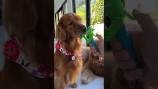 Teach your dog to not take candy from strangers! #goldenretriever #dogchallenge #candy