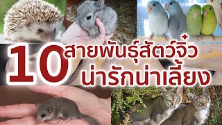 10 สายพันธุ์สัตว์แคระ สัตว์จิ๋ว น่ารักน่าเลี้ยง