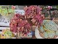 미미네옥상다육😘흐린날씨로차광은하지않고 이틀간 빗물 듬뿍 마쳤어요😄23.3.25 korean succulents plants 💖