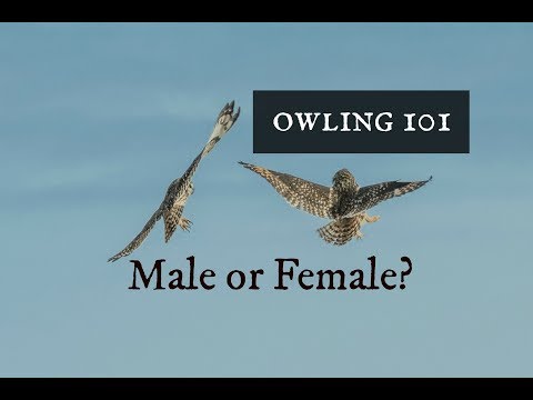 Is Owl a boy or girl?