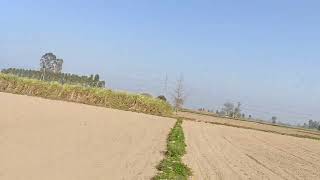 10 Acre agriculture land for sale in Begowal district Kapurthala Punjab India Contact 9316167007