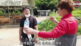 번식우 3산 후 비육시켜 나갈 때 큰 소로 만들려면