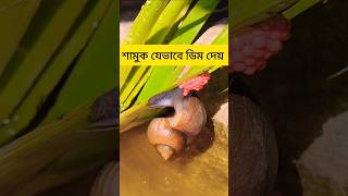 শামুক যেভাবে ডিম পাড়ে।Snail Shorts #animals #শামুক #snail #snailmail #foryou #shorts