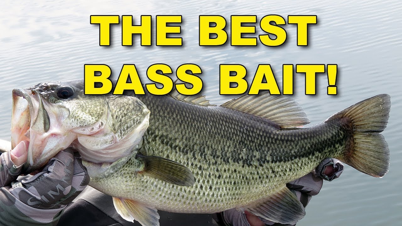 The Best Bait For Bass Fishing | How To | Bass Fishing - YouTube