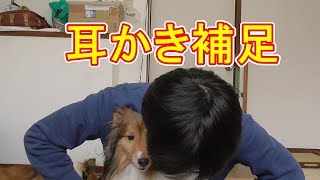 【可愛いシェルティ】ももちゃんの耳かきの補足