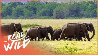 Sri Lanka's Beautiful Sacred Elephants | Primal Force From The Wild