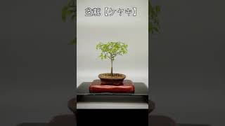 盆栽【ケヤキ】3年の成長 #shorts #bonsai #art #zelkova