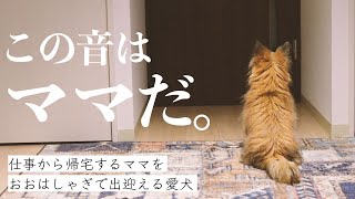 ママが仕事から帰ってくる…ソワソワからの大はしゃぎ！大興奮でお出迎えするうちのわんこ【ケアンテリア×初めての犬との暮らし】