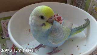 セキセイインコ　お迎え11日目　パウダーフード　ひとり餌