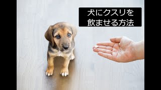 犬に薬を飲ませる方法