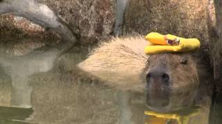 カピバラ　（赤穂海浜公園篇）これは温泉じゃない！