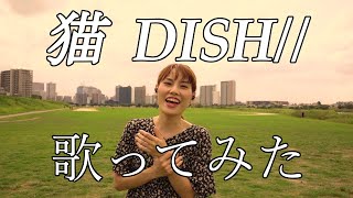 【フル歌詞】猫/DISH//　あいみょんキー　covered by  いくちゃんねる