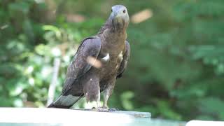 ハチクマ（Oriental Honey Buzzard）の餌さがし