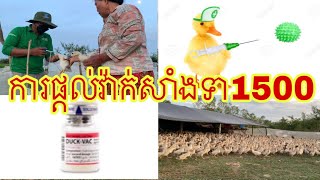 Vaccine beby ducks 1500-ចាក់វ៉ាក់សាំងកូនទា1500ក្បាល (ភាគ១)