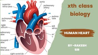 Bihar board 10th class ||human heart ||  biology by Rakesh sir