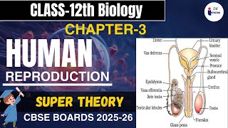 CH 3 HUMAN REPRODUCTION PART 2Biology  \