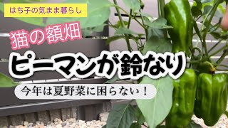 【５０代の庭仕事】猫の額畑　ピーマンが鈴なり