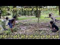 PENEMUAN ULAR PYTHON BESAR DAN TELOR DI BAWAH TUMPUKAN PELEPAH SAWIT BIKIN PETANI INI KETAKUT4N