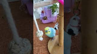 『おっちゃん🥸おはよう』と喋ってくれたインコ🐥関西弁のくーちゃん🐥