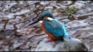 カワセミ調布地区2番子 2024 09 26 #カワセミ #幼鳥 #野鳥 #birds #wildlife #nature #自然観察ぶらり散歩