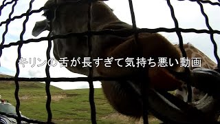 キリンの舌が長すぎて気持ち悪い動画