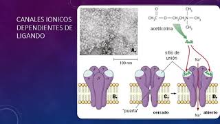 Seminario 5. Vías de Señalizacion Celular