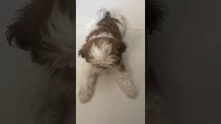 Dog funny comedy video 😁#trending #doglovers #dogtiktoks #shorts