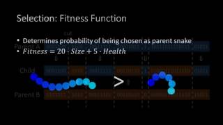 Snakes, Neural Networks and Genetic Algorithms