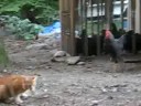 manx vs. my big evil rooster