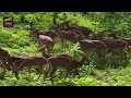 part 1 of 5 ஊட்டி to முதுமலை 4k 😍 காட்டு விலங்குகள் ரோட்டின் 😳iooty to masinakudy tiger reserve 4k