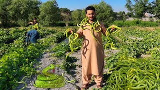 Afghan snake Cucumber | Kabul Tarakhel | تره یا مار بادرنګ